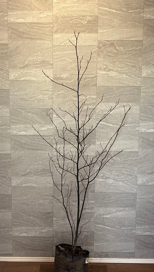 山採り天然　クロモジ　2