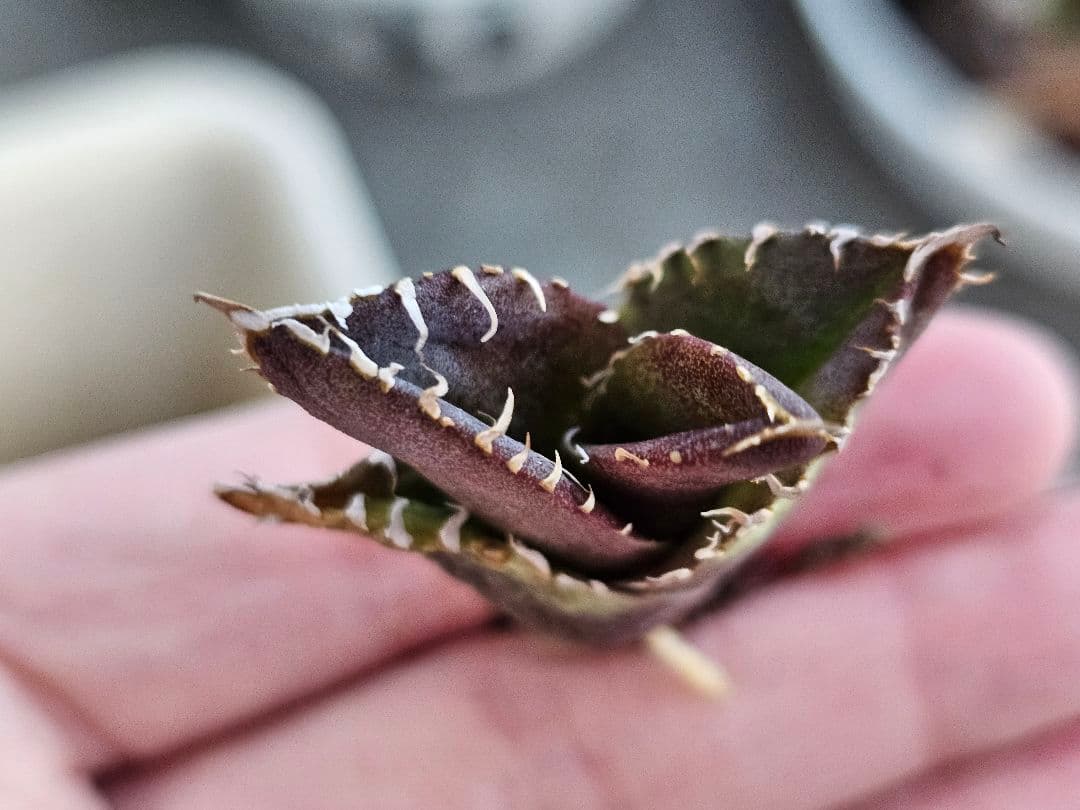 高級品種 アガベ　チタノタ　麻花龍　希少子株ブツブツ系 再入荷OC 特選アガベ
