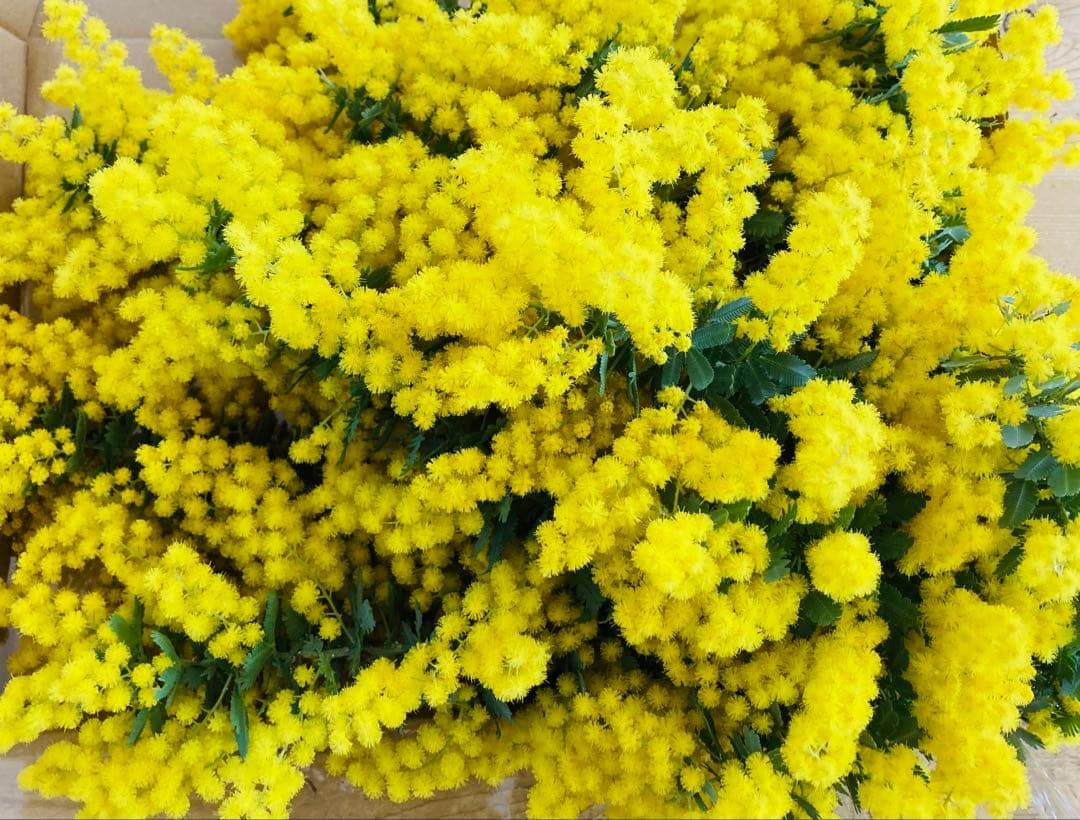 ちゃんちゃん❀✿　ミモザ　保水有り　100サイズ 生花　フレッシュ