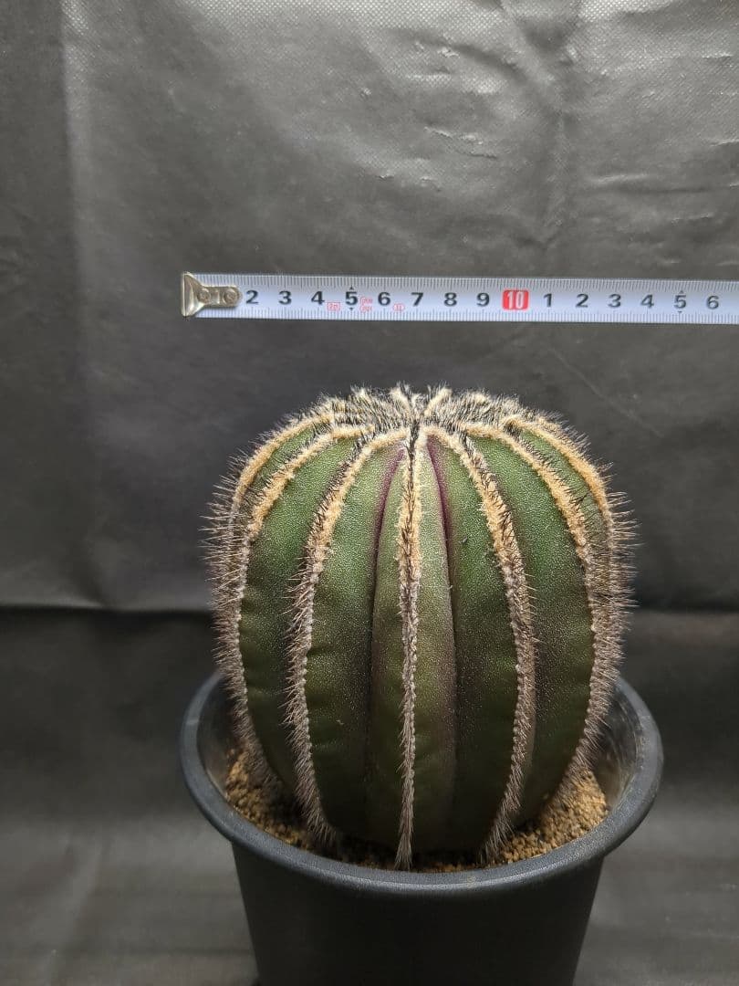 Uebelmannia pectinifera　ユーベルマニア　ペクチニフェラ