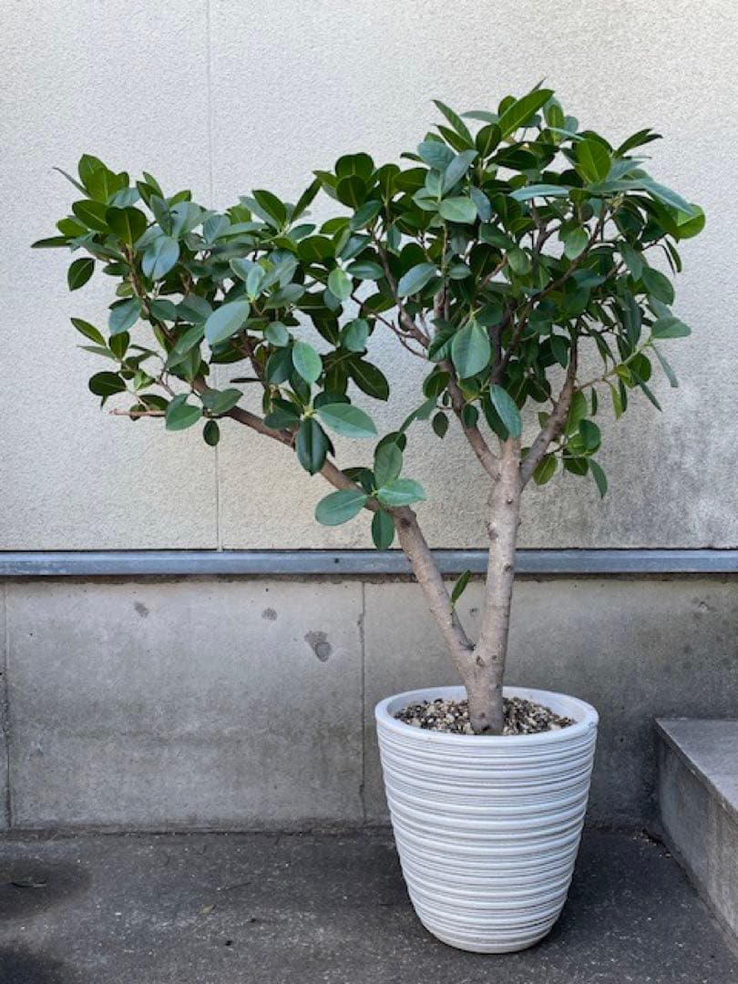 直接引取◾️フィカス・レツーサ　ジャンボリーフ ガジュマル観葉植物 120cm
