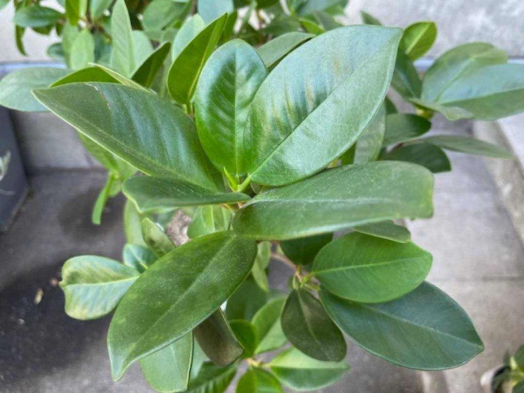 直接引取◾️フィカス・レツーサ　ジャンボリーフ ガジュマル観葉植物 120cm