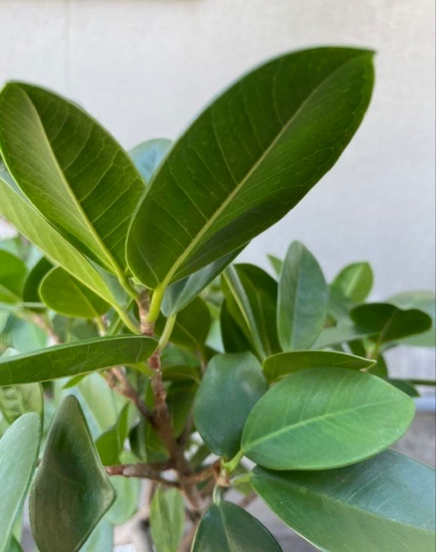 直接引取◾️フィカス・レツーサ　ジャンボリーフ ガジュマル観葉植物 120cm