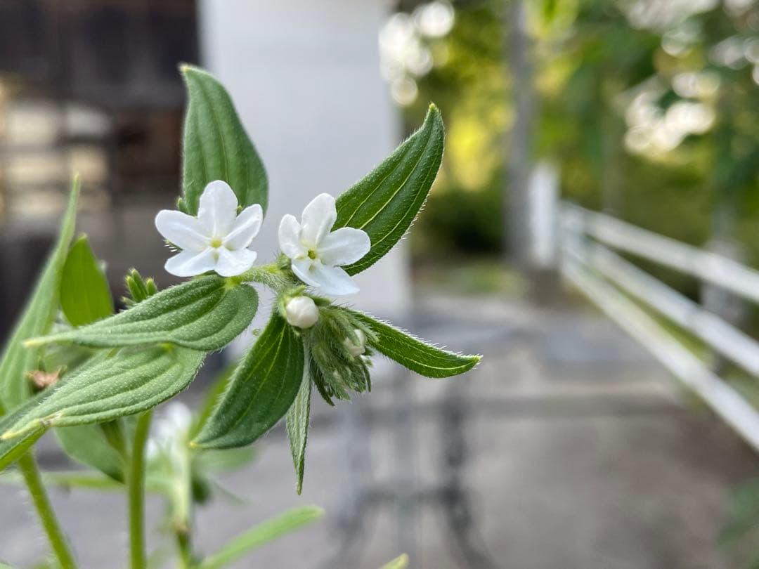 奥能登育ち　紫根　種　40粒＋　絶滅危惧種　染色