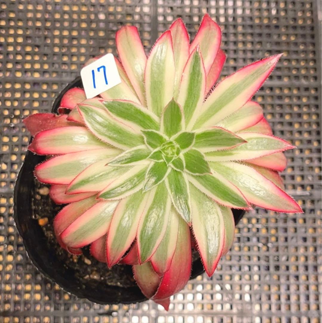 17#多肉植物アエオニウム錦❤️フェニックススーパーホワイト錦❤️1頭12cm拔き苗