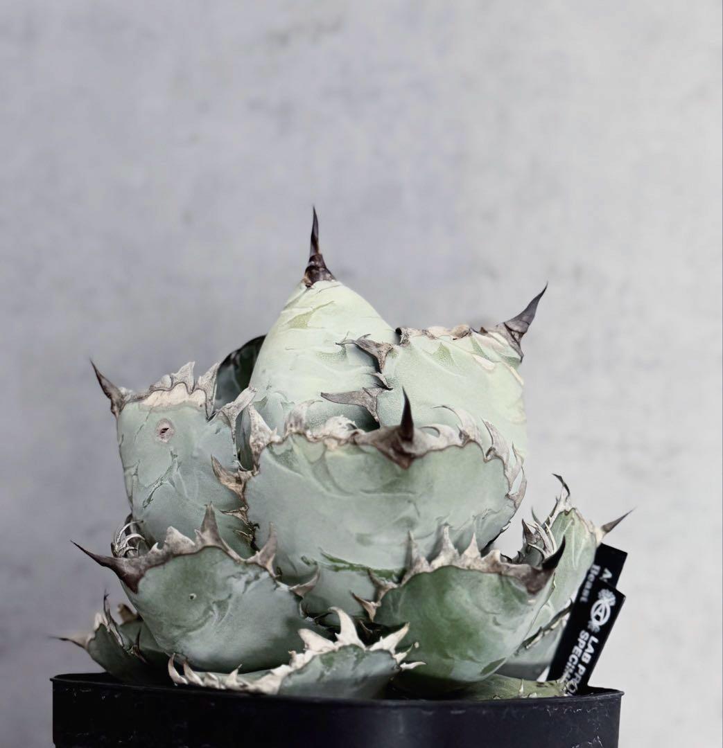 アガベ「ビースト」極上白肌株（本物）（Agave）（beast）