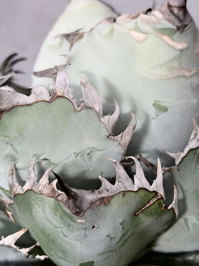 アガベ「ビースト」極上白肌株（本物）（Agave）（beast）