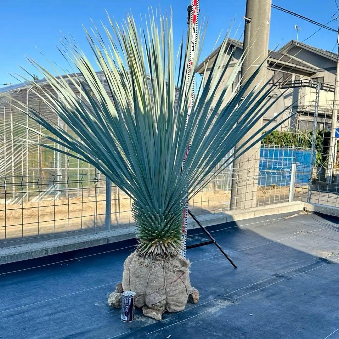 ユッカ ロストラータ（樹高:約120cm）Nov34