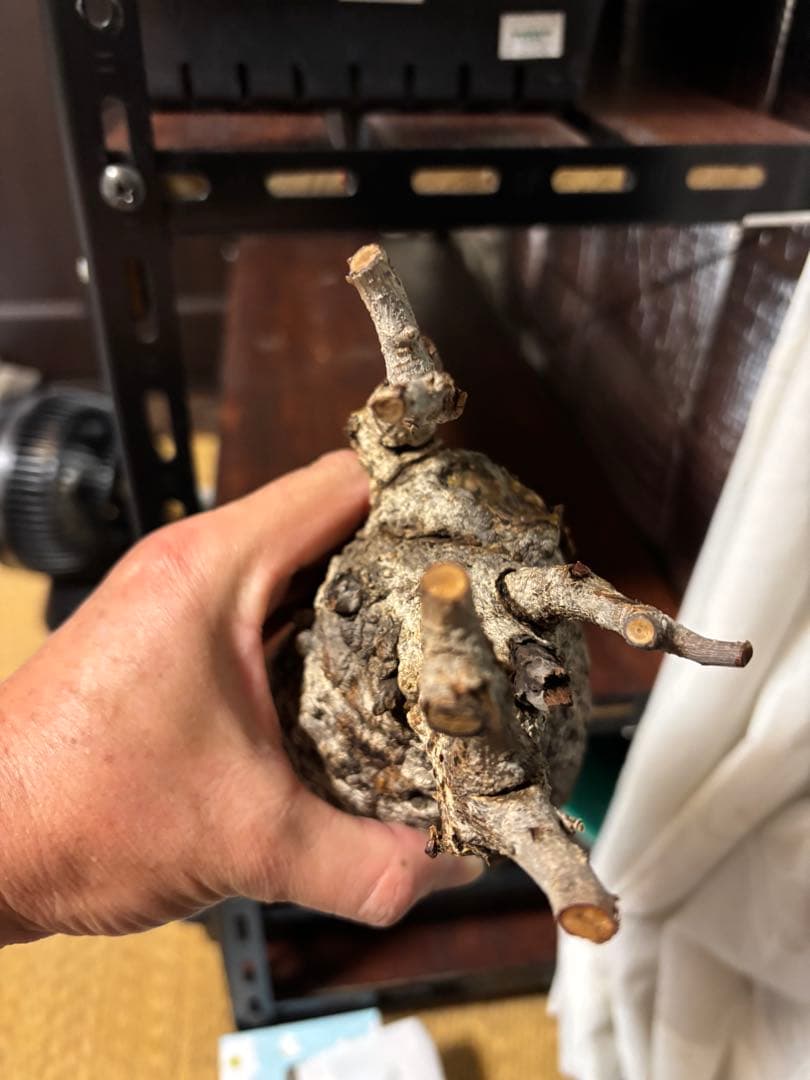 良型‼️ 塊根植物　オペルクリカリア　パキプス　現地球　ベアルート　チャレンジ株