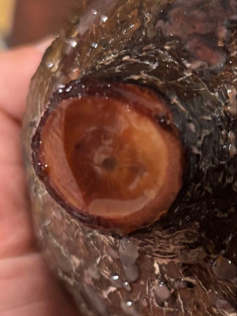 良型‼️ 塊根植物　オペルクリカリア　パキプス　現地球　ベアルート　チャレンジ株