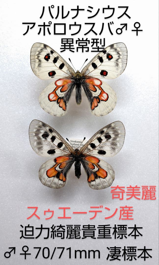 【パルナシウス】アポロウスバ ♂♀異常型標本★スゥエーデン産★奇麗美麗標本