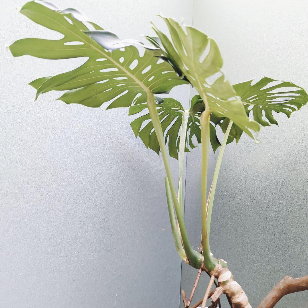 ＳＡＭ根上り モンステラ デリシオーサ (現品) 癒し空間８号