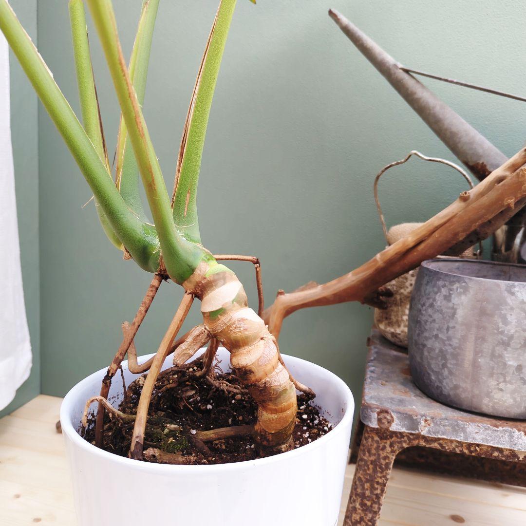 ＳＡＭ根上り モンステラ デリシオーサ (現品) 癒し空間８号