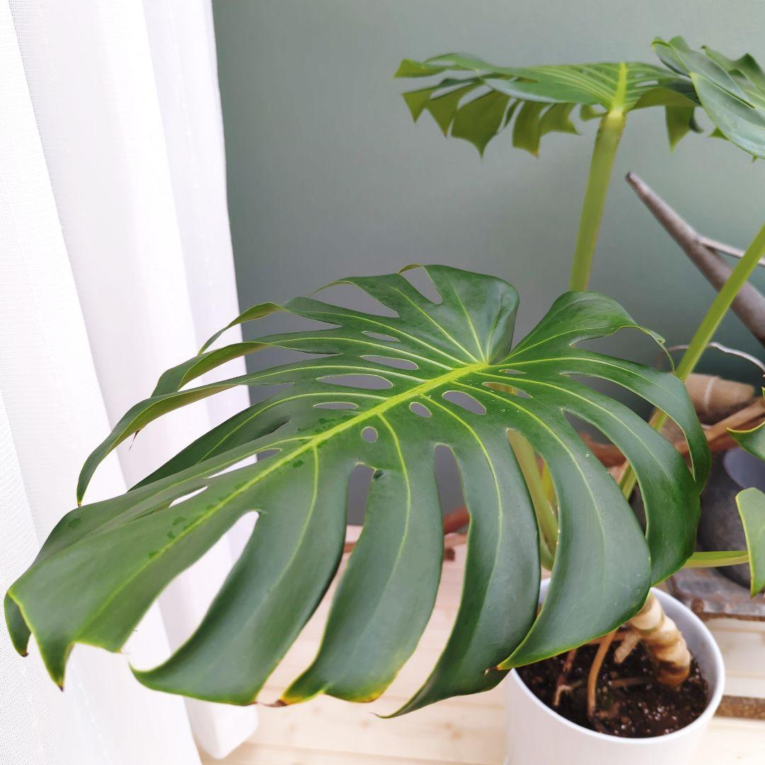 ＳＡＭ根上り モンステラ デリシオーサ (現品) 癒し空間８号