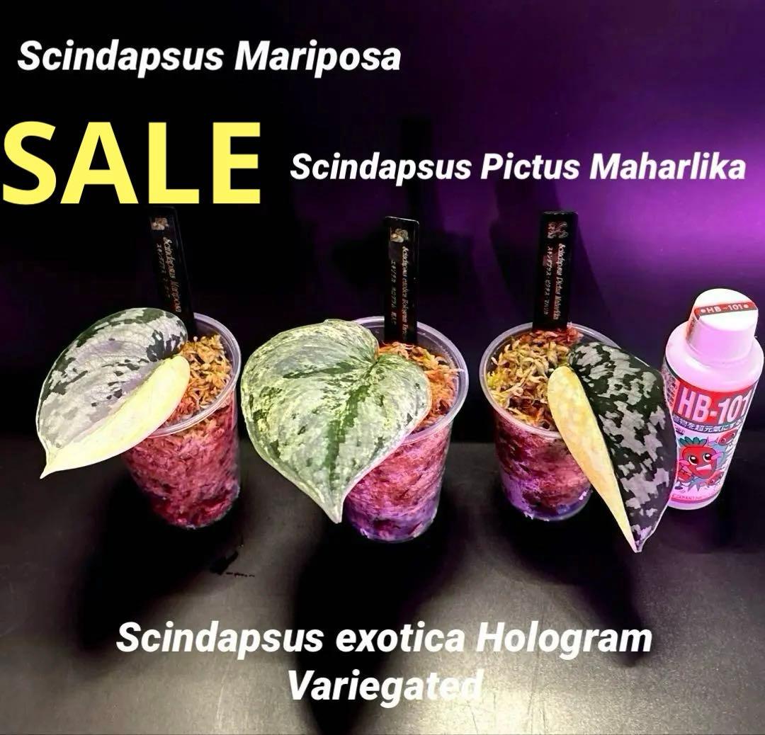 スキンダプサス　綺麗な斑入り　セットB2