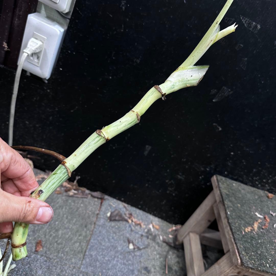 H*I様 斑入りモンステラホワイトタイガー茎4株おまとめ