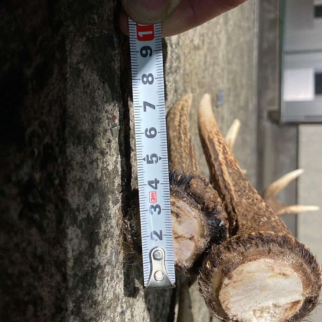 鹿の角 インテリア装飾