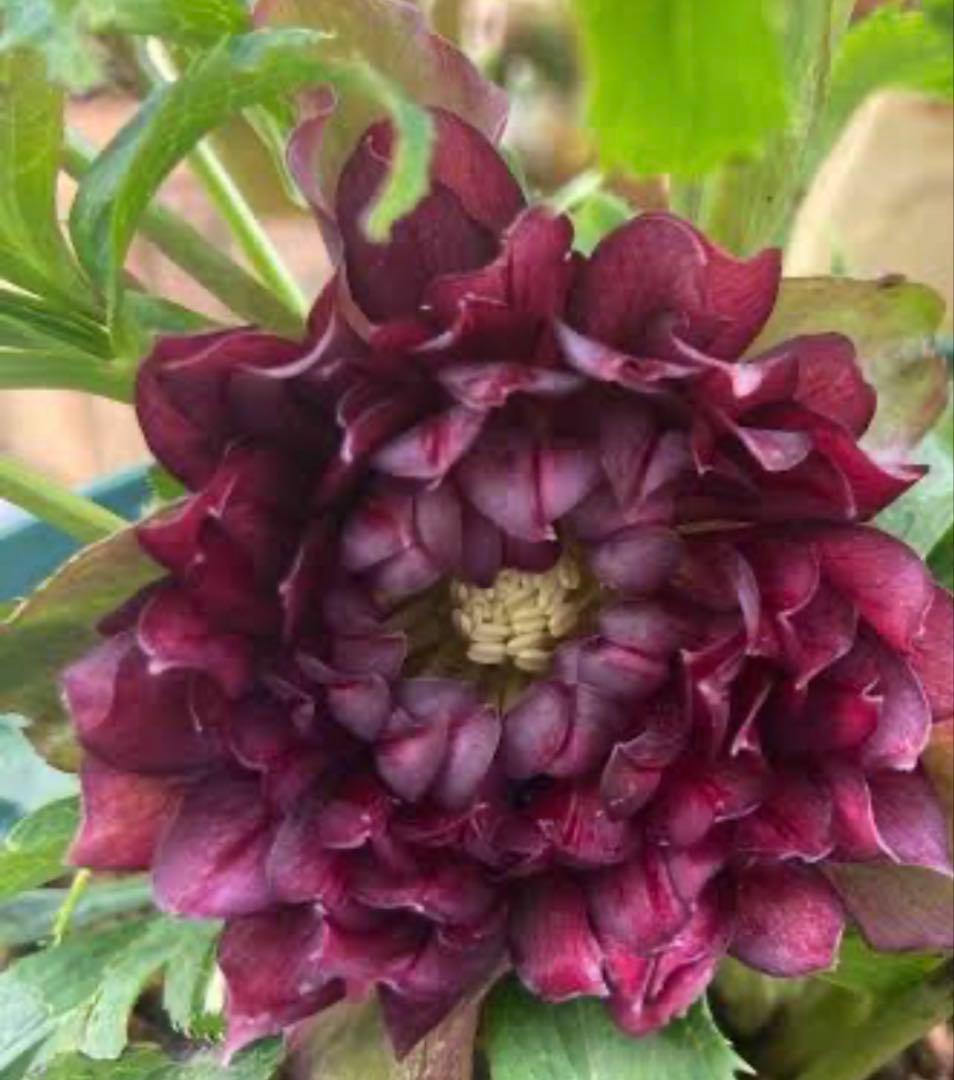 クリスマスマスローズ、クレオパトラ、ダークレッド