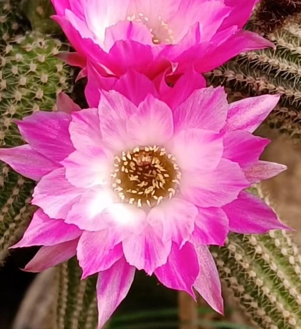 【つぼみ付き】多肉植物 花サボテン　白檀 トゥルーディ （袖ヶ浦接ぎ木）