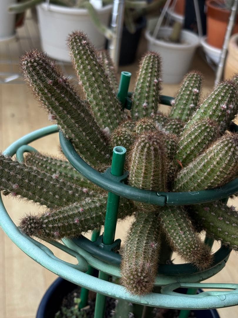 【つぼみ付き】多肉植物 花サボテン　白檀 トゥルーディ （袖ヶ浦接ぎ木）