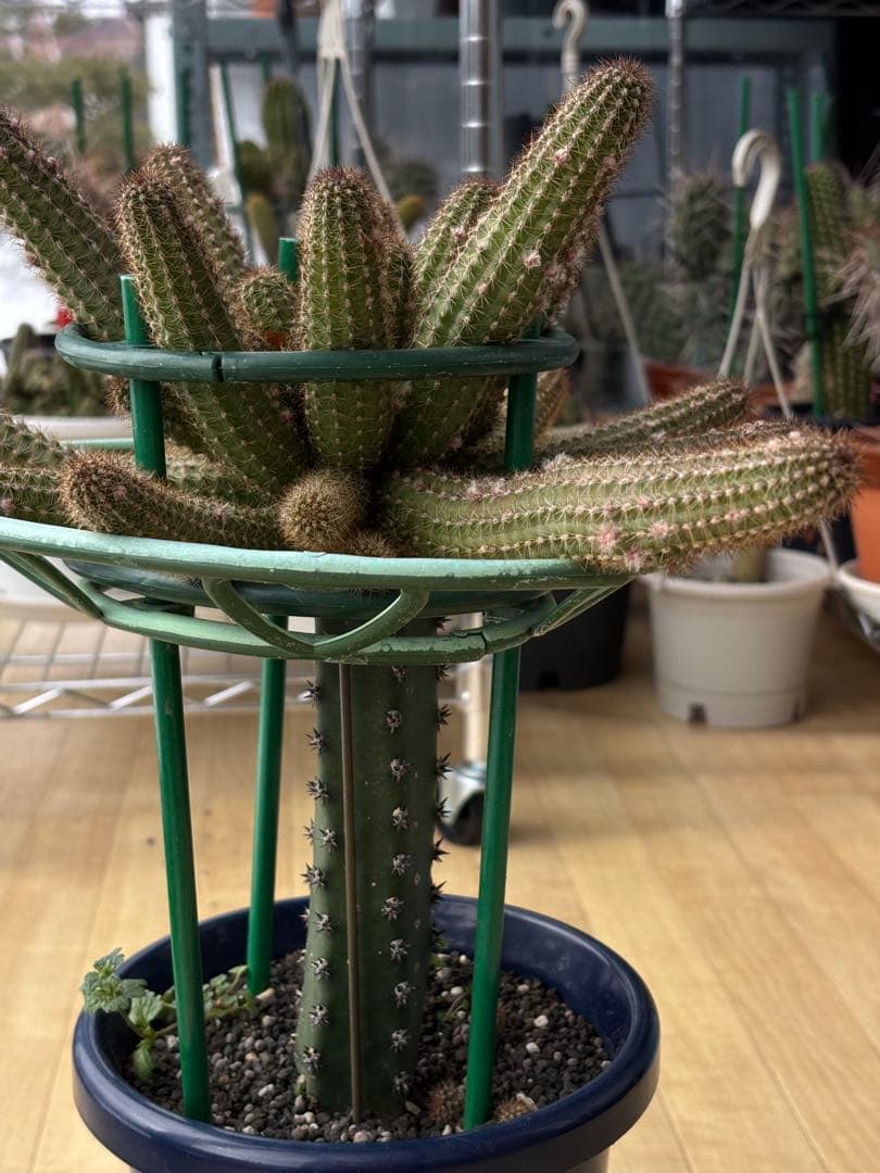 【つぼみ付き】多肉植物 花サボテン　白檀 トゥルーディ （袖ヶ浦接ぎ木）