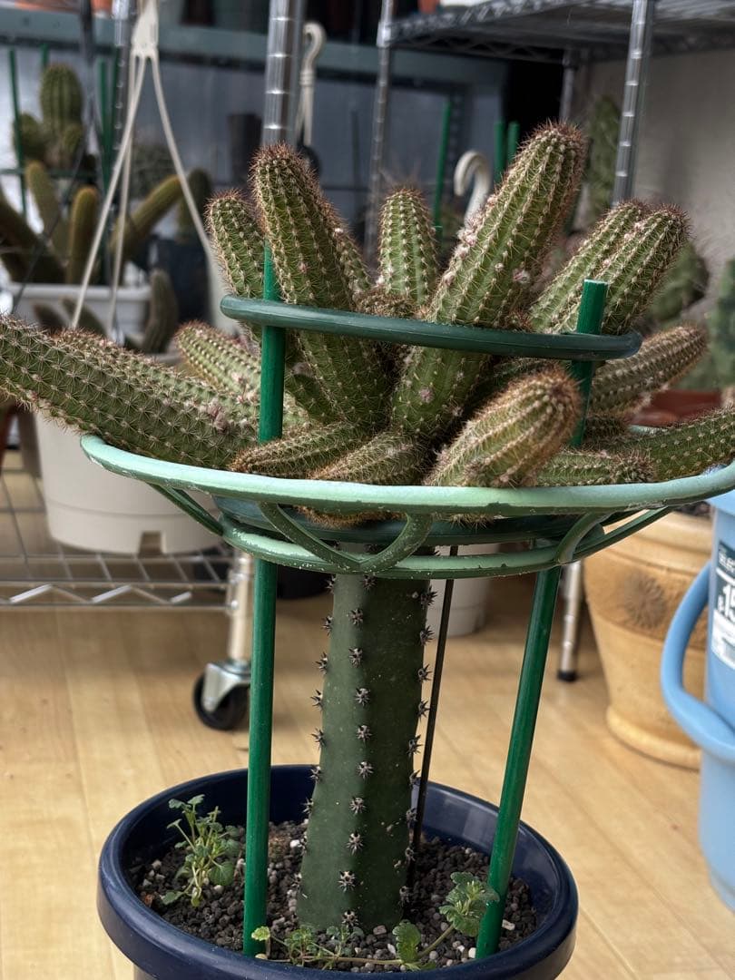 【つぼみ付き】多肉植物 花サボテン　白檀 トゥルーディ （袖ヶ浦接ぎ木）