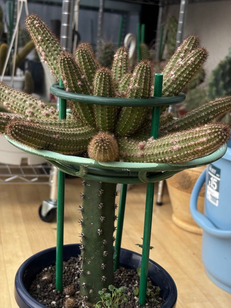 【つぼみ付き】多肉植物 花サボテン　白檀 トゥルーディ （袖ヶ浦接ぎ木）