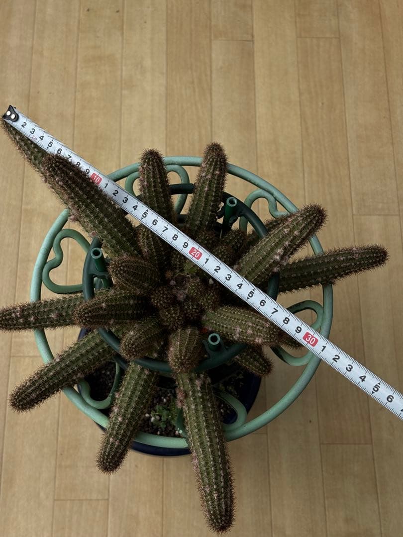 【つぼみ付き】多肉植物 花サボテン　白檀 トゥルーディ （袖ヶ浦接ぎ木）