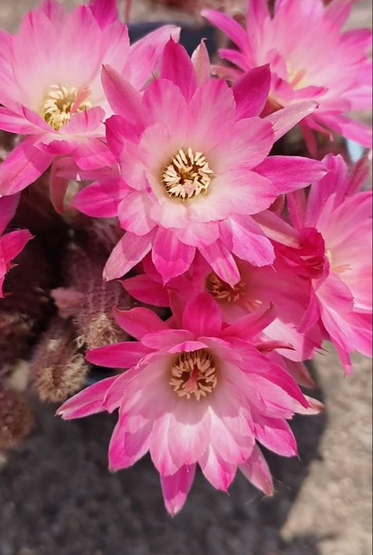 【つぼみ付き】多肉植物 花サボテン　白檀 トゥルーディ （袖ヶ浦接ぎ木）