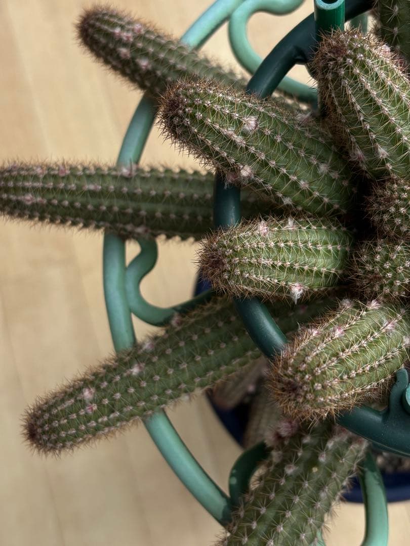 【つぼみ付き】多肉植物 花サボテン　白檀 トゥルーディ （袖ヶ浦接ぎ木）