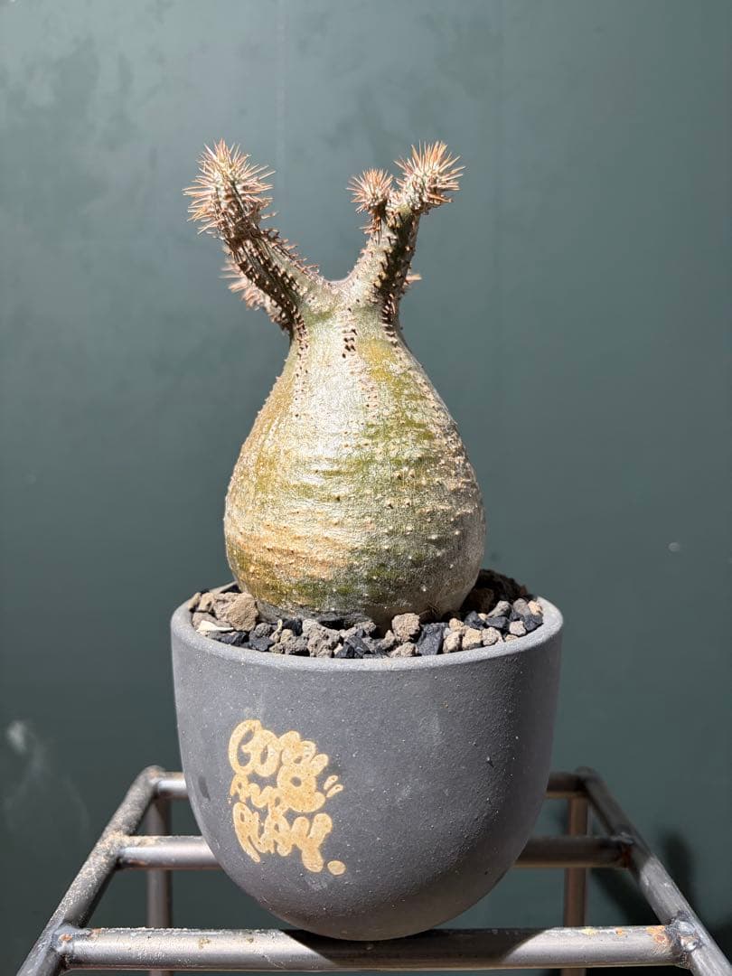 パキポディウム　グラキリス　現地球　コレクション株　良型株　鉢のまま発送