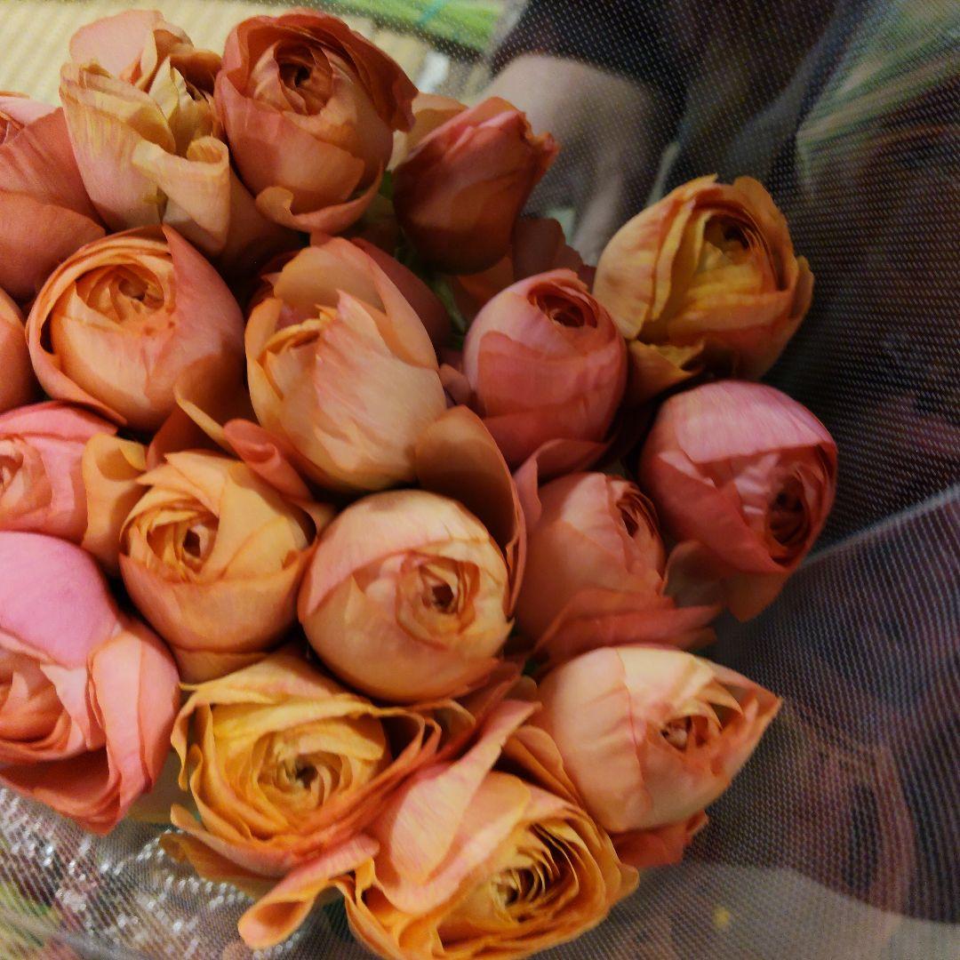 ラナンキュラス 同梱3種 25センチ位各２0本[バラ 切り花 生花]1