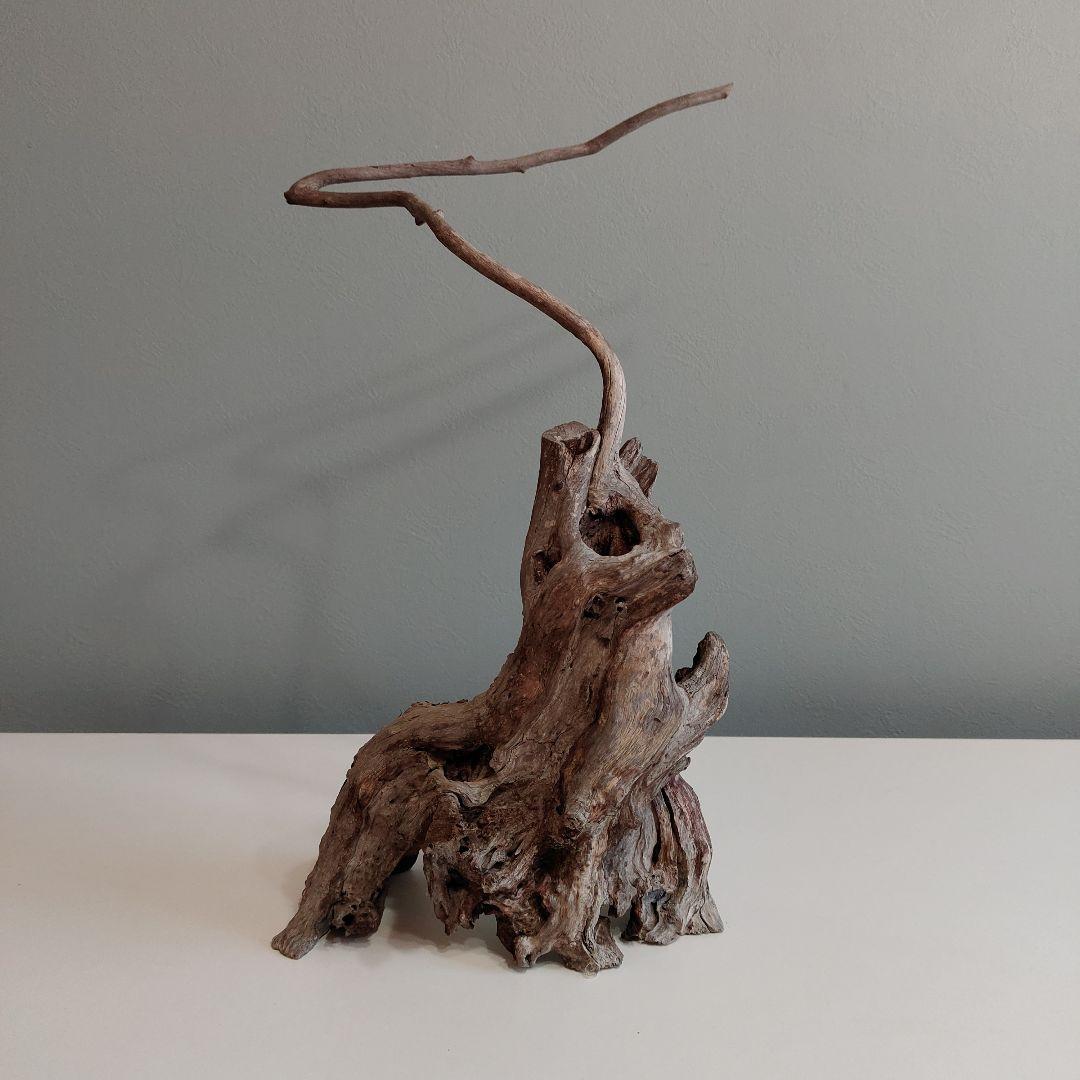 ホーンウッド アクアリウム 爬虫類 登り木 流木 w22×d12×h27