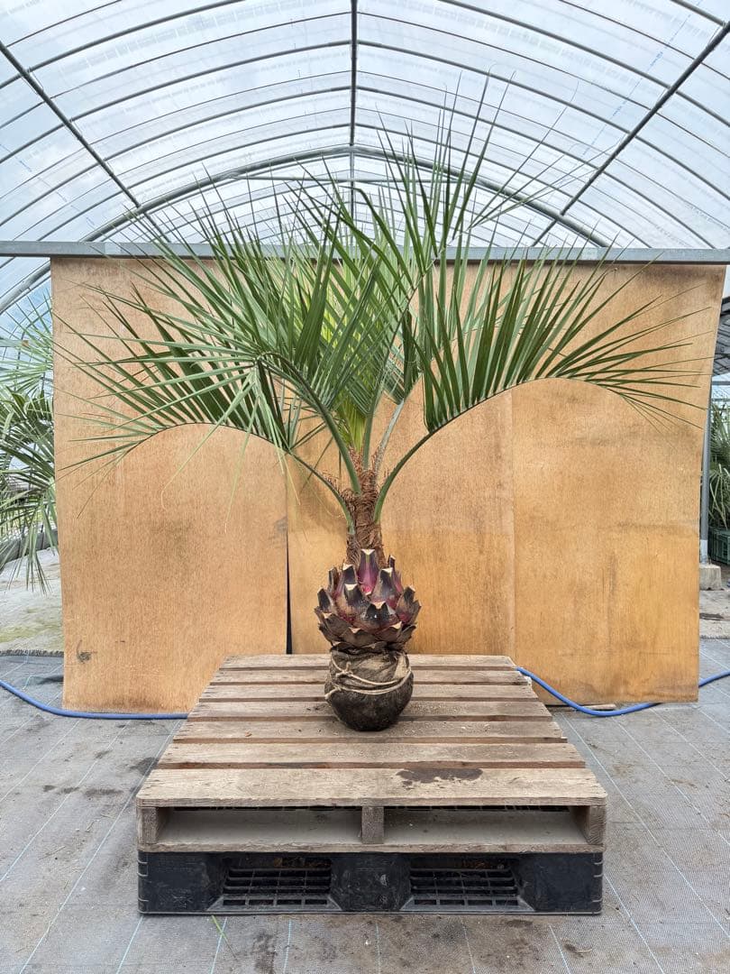 N*様 ココスヤシシルバーリーフ【極太】葉先130cm幹回り50cm 幹高15c