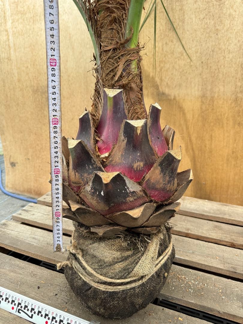 N*様 ココスヤシシルバーリーフ【極太】葉先130cm幹回り50cm 幹高15c