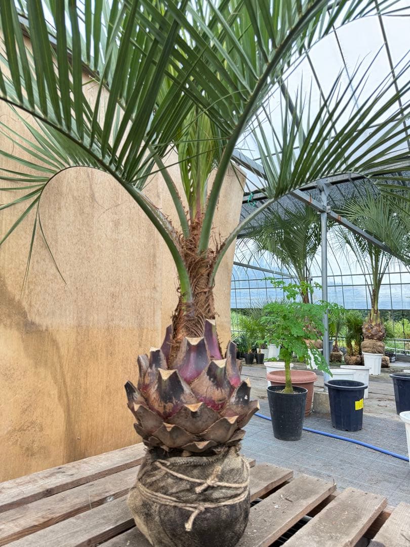 N*様 ココスヤシシルバーリーフ【極太】葉先130cm幹回り50cm 幹高15c