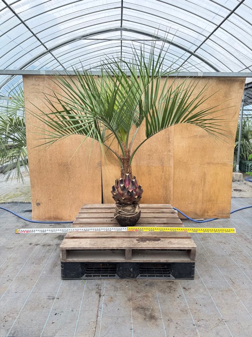 N*様 ココスヤシシルバーリーフ【極太】葉先130cm幹回り50cm 幹高15c