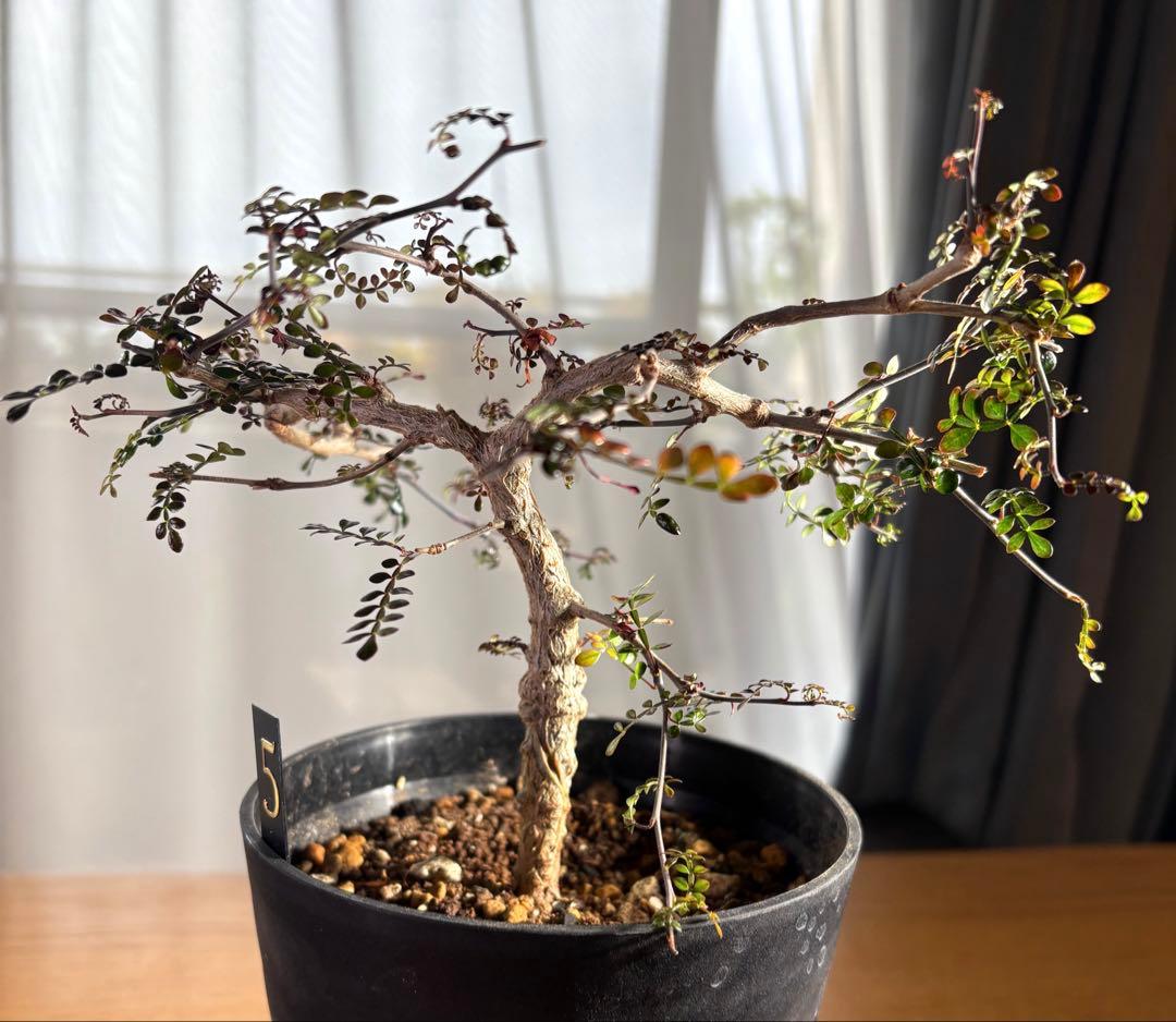 オペルクリカリアパキプス　【実生3年目】管理No.5