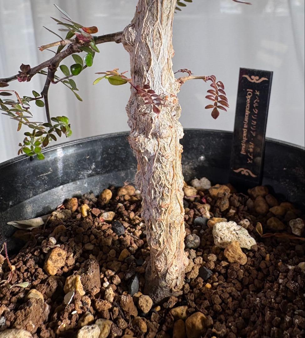 オペルクリカリアパキプス　【実生3年目】管理No.5