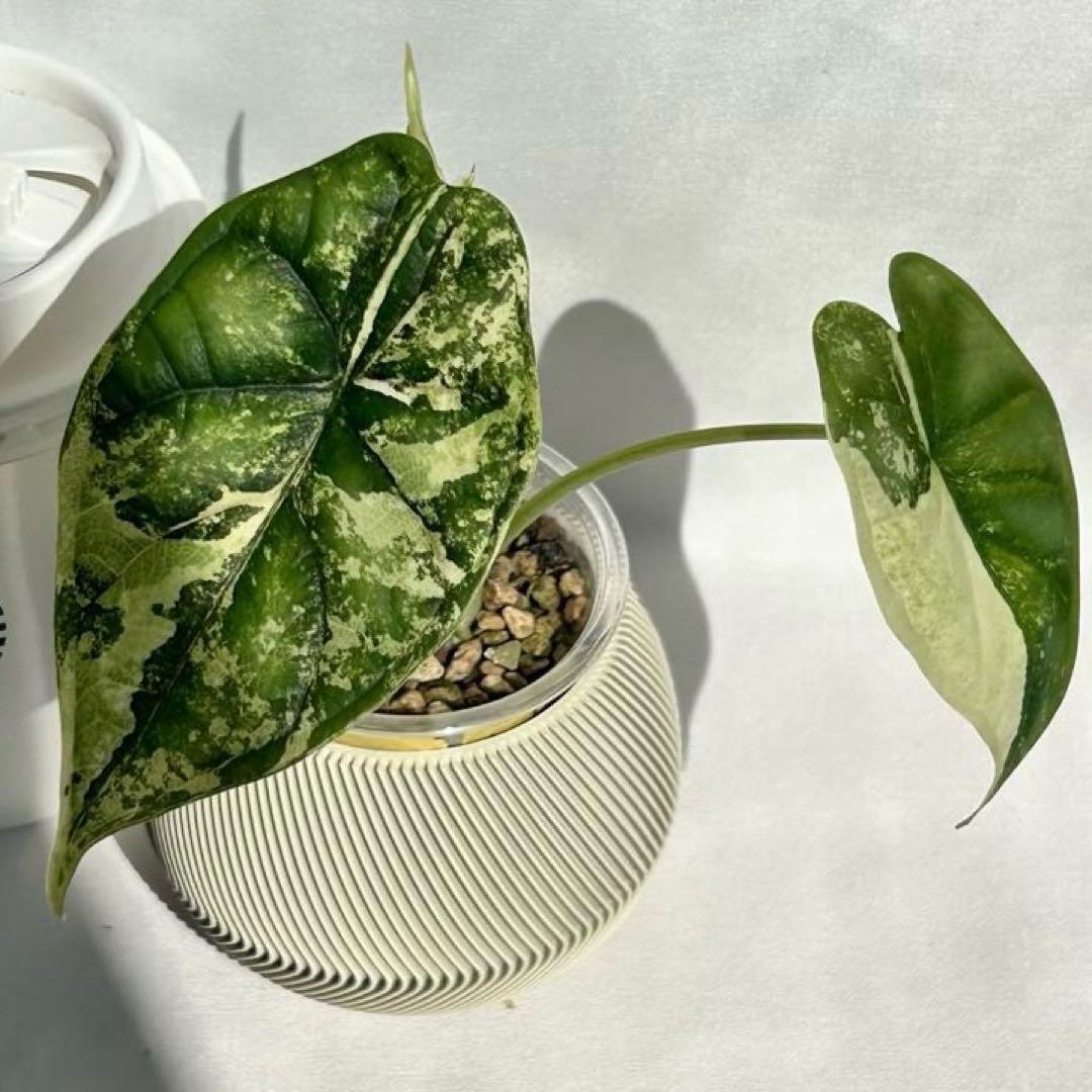 Alocasia Dragon Scale Variegata 【4】