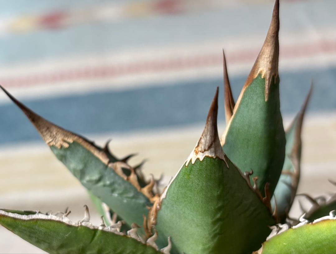 実生 パープソラム パープソルム 検索)オアハカ チタノタ アガベ ホリダ