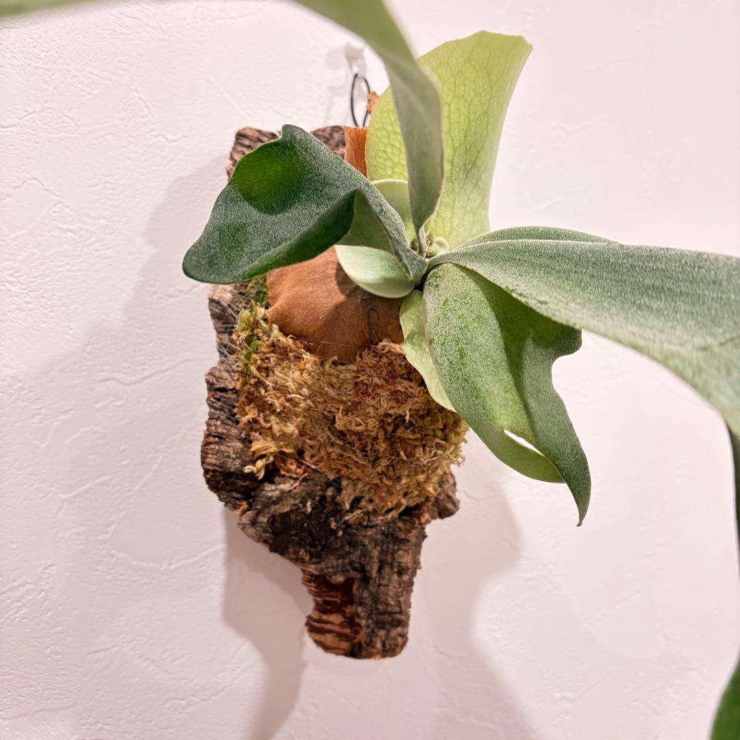 ビカクシダ　ギンカ