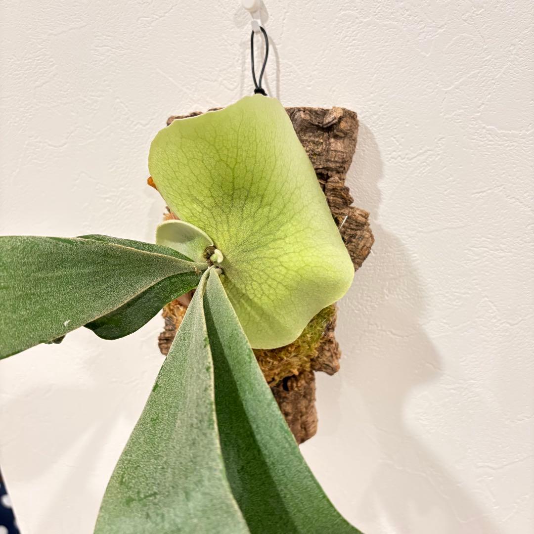 ビカクシダ　ギンカ