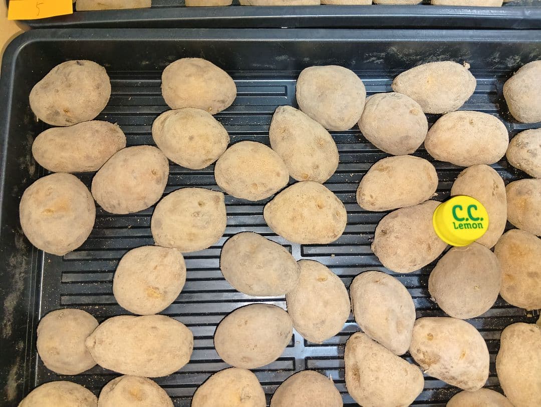 10kg m207 インカのめざめ 種芋