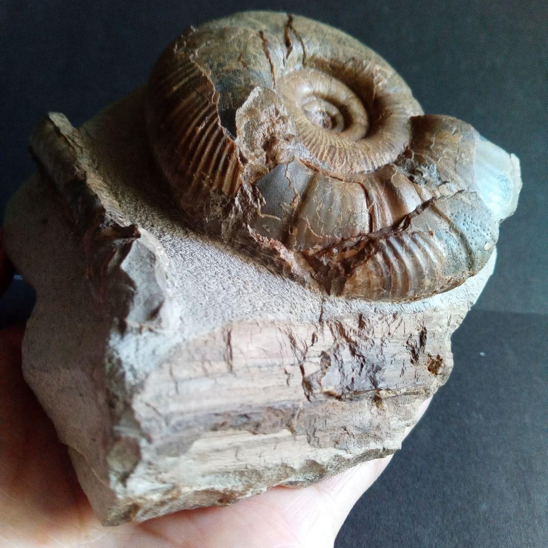 アンモナイト　日本産　北海道　極美麗　クリーニング最高