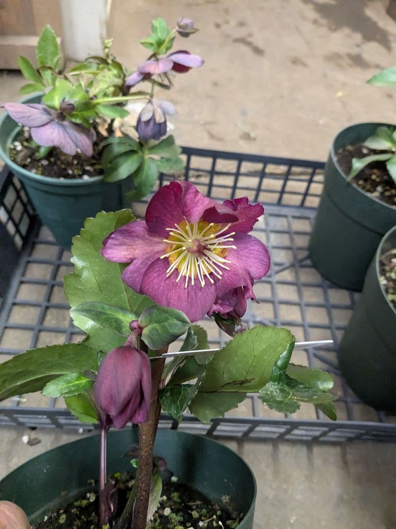 クリスマスローズ五寸写真6鉢