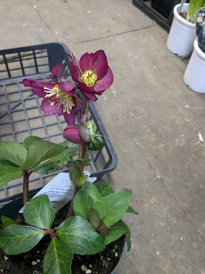 クリスマスローズ五寸写真6鉢