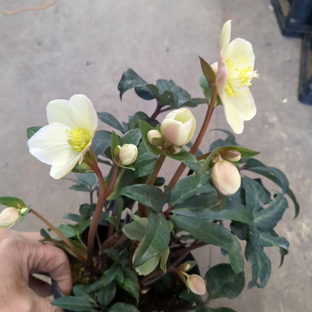 クリスマスローズ五寸写真6鉢