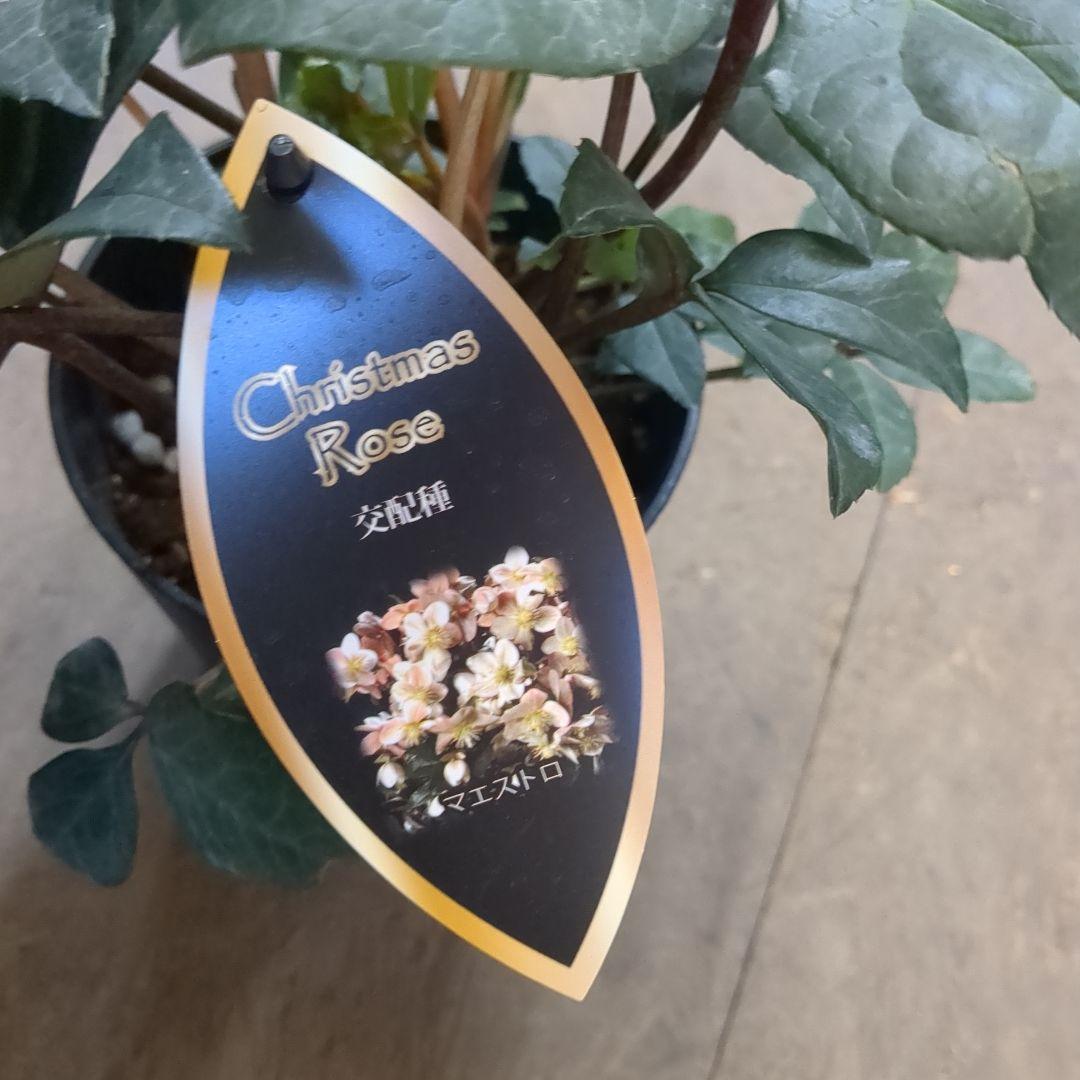 クリスマスローズ五寸写真6鉢