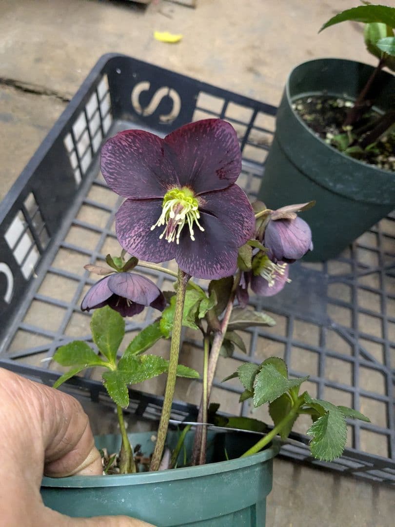 クリスマスローズ五寸写真6鉢